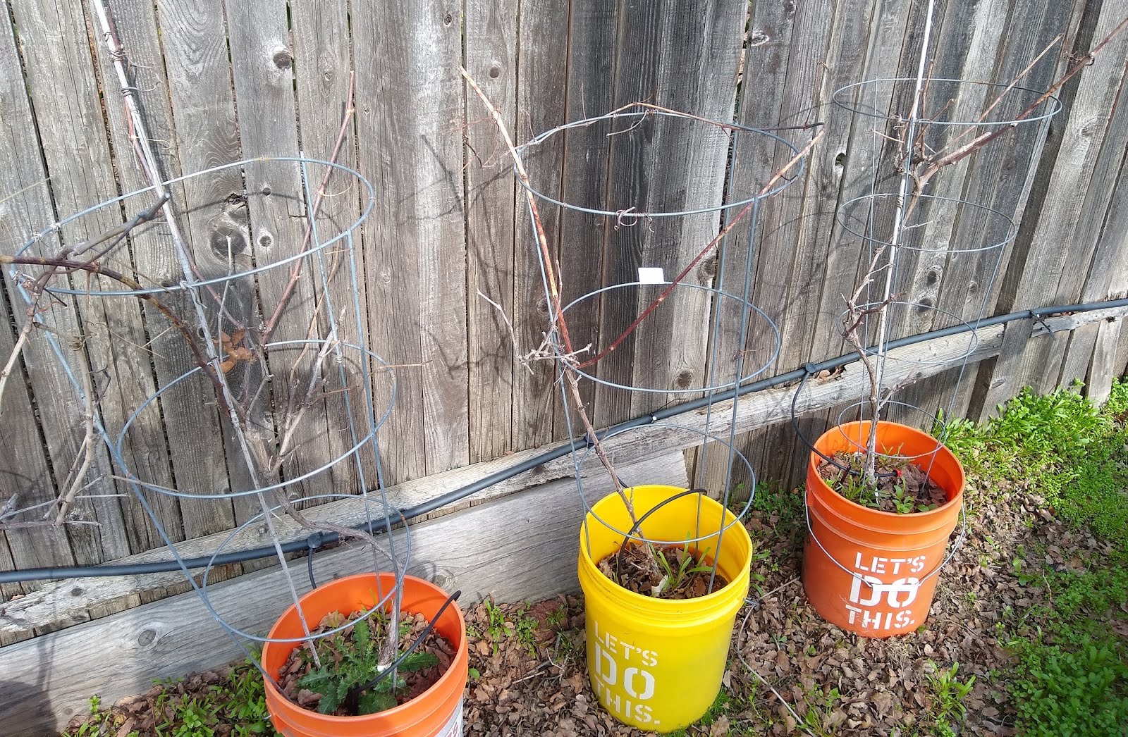 Pruning the Container Vineyard Year 6 January 2020 Greens and Machines