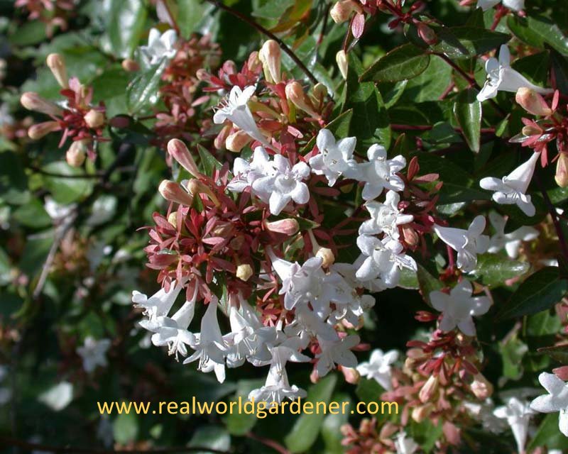 Flowers On Saturday Chinese Abelia