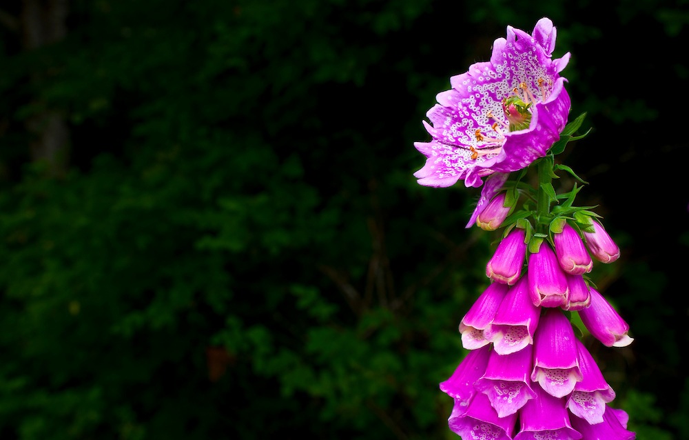 FOXGLOVE FLOWER photos - wallpapers | the fun bank