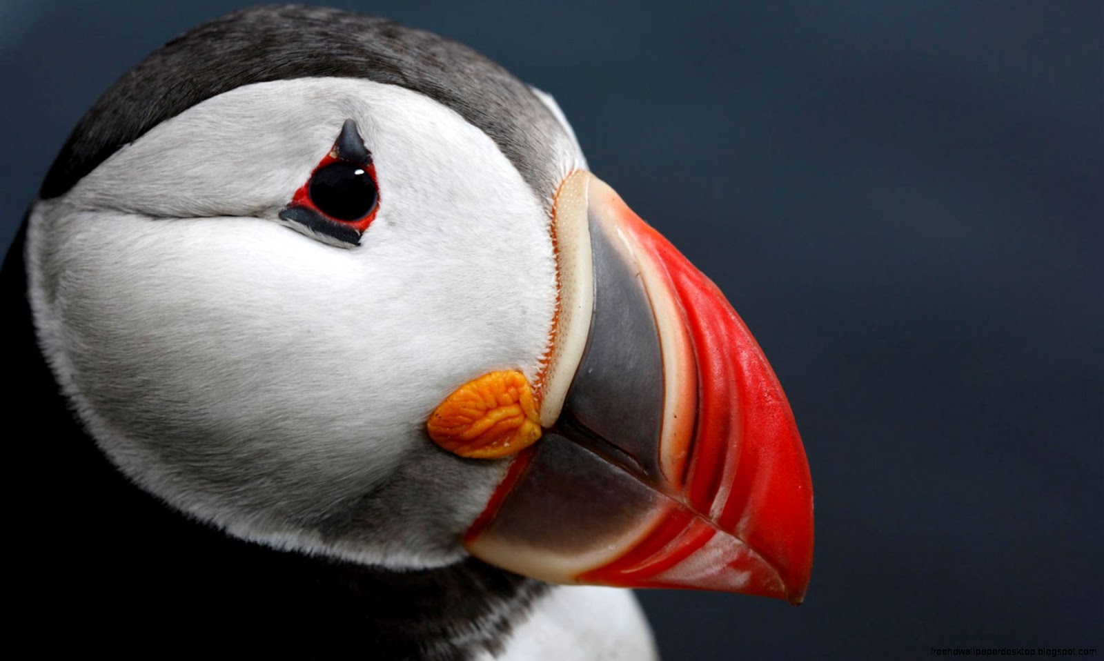 Atlantic Puffin