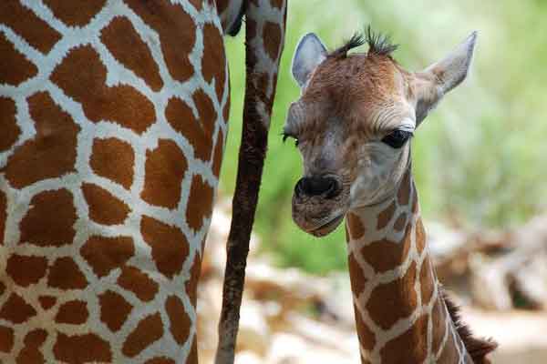 8 nascimentos incríveis em animais
