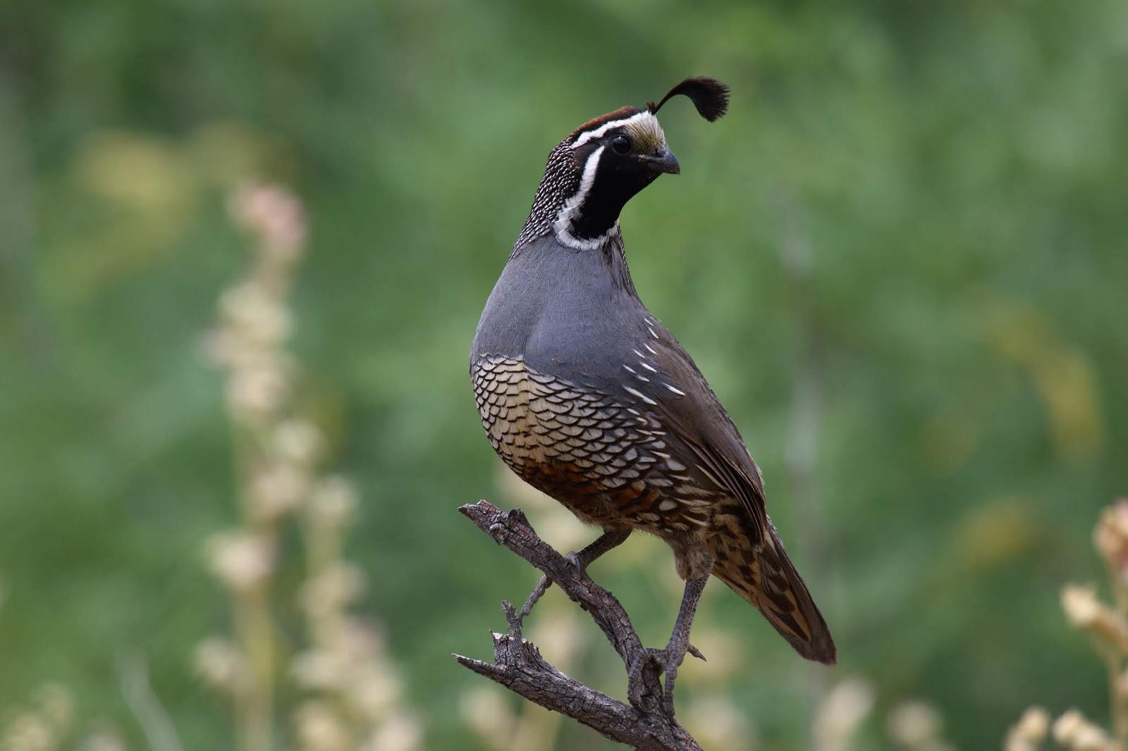 California Quail at Agua Caliente Greg in San Diego