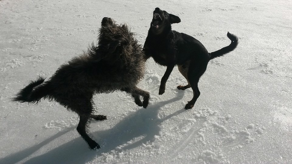 Vinttiluokan lihansyöjät