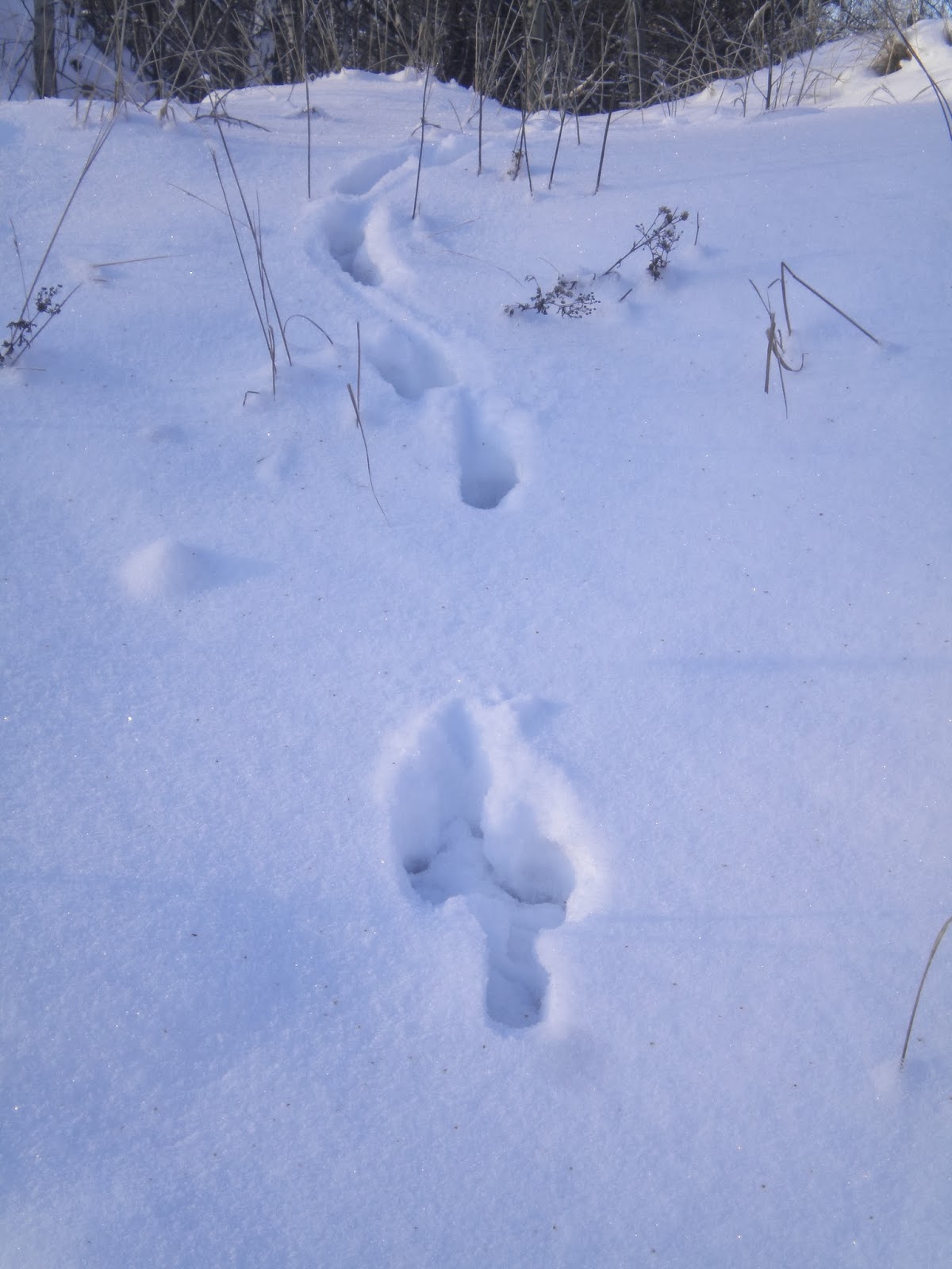 Заячьи и лисьи следы на снегу. Заячьи следы в лесу зимой. Заячьи следы. Лисьи следы на снегу фото.