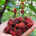 Manfaat Buah Mulberry / Murbei untuk Kesehatan Tubuh