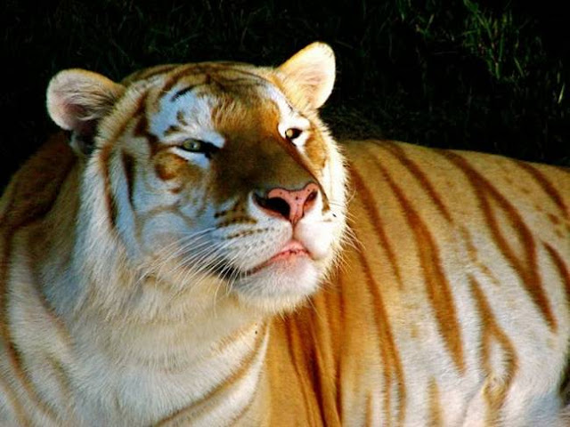 Rare Golden Tiger.