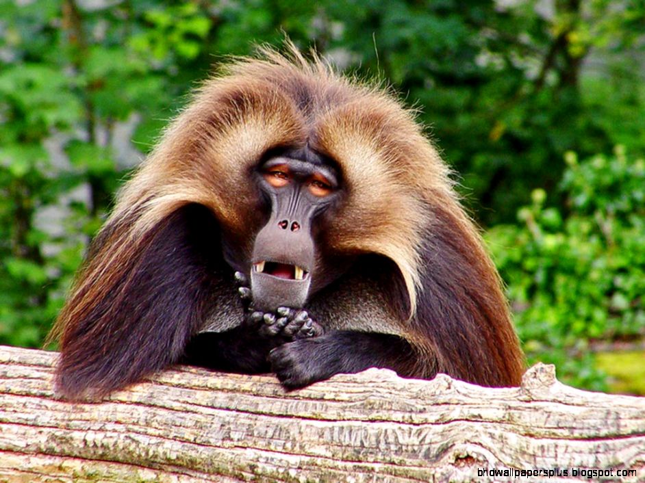 Baboon Wallpapers   Animals Town
