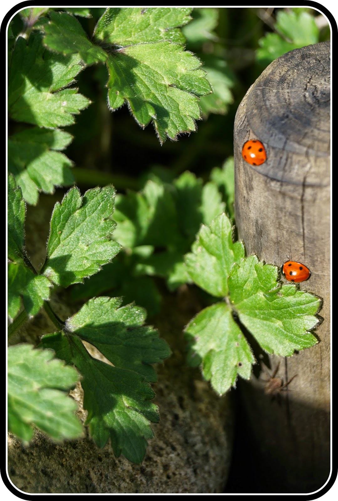 A loveliness of ladybirds - 'growourown.blogspot.com' ~ an allotment blog