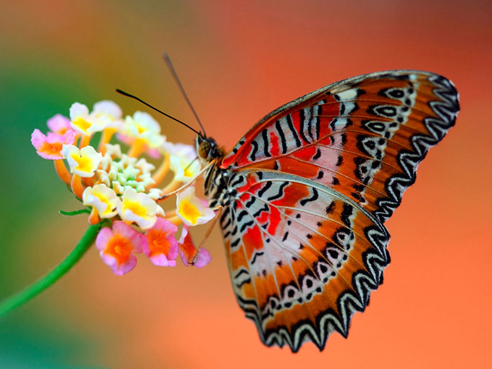 wallpapers: Butterfly Desktop Wallpapers
