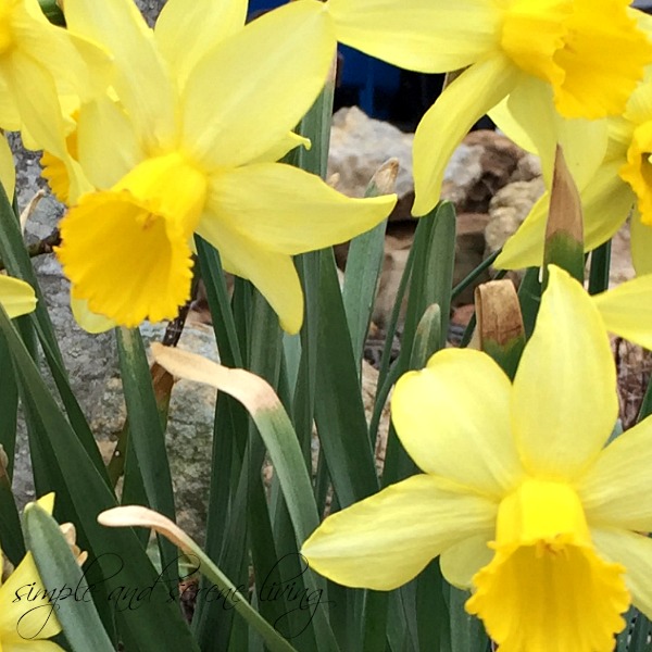 yellow golden daffodils