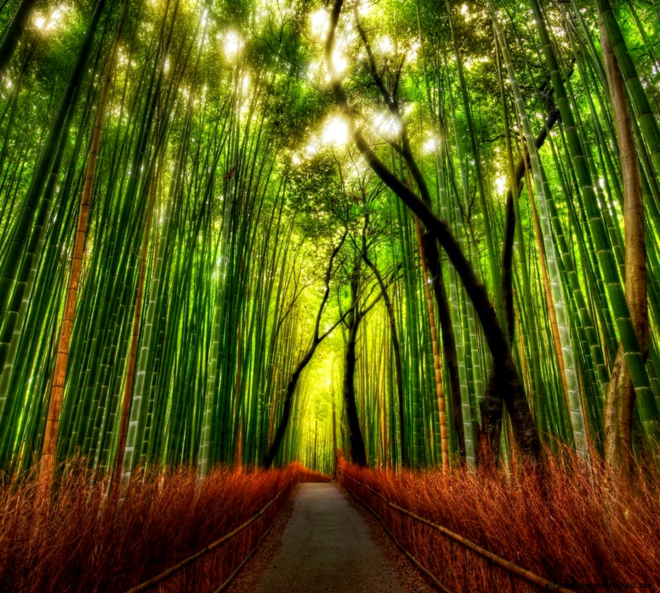 Nature Wallpapers HD   Beautiful stunning wallpapers