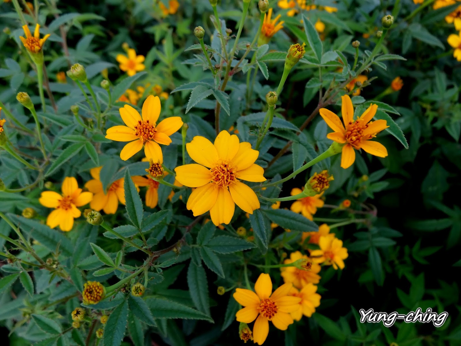 雨玹: 芳香萬壽菊/Mt. Lemmon Marigold，Mexican Bush Marigold