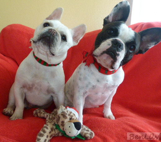 Two French Bulldogs: December = Photo Shoot