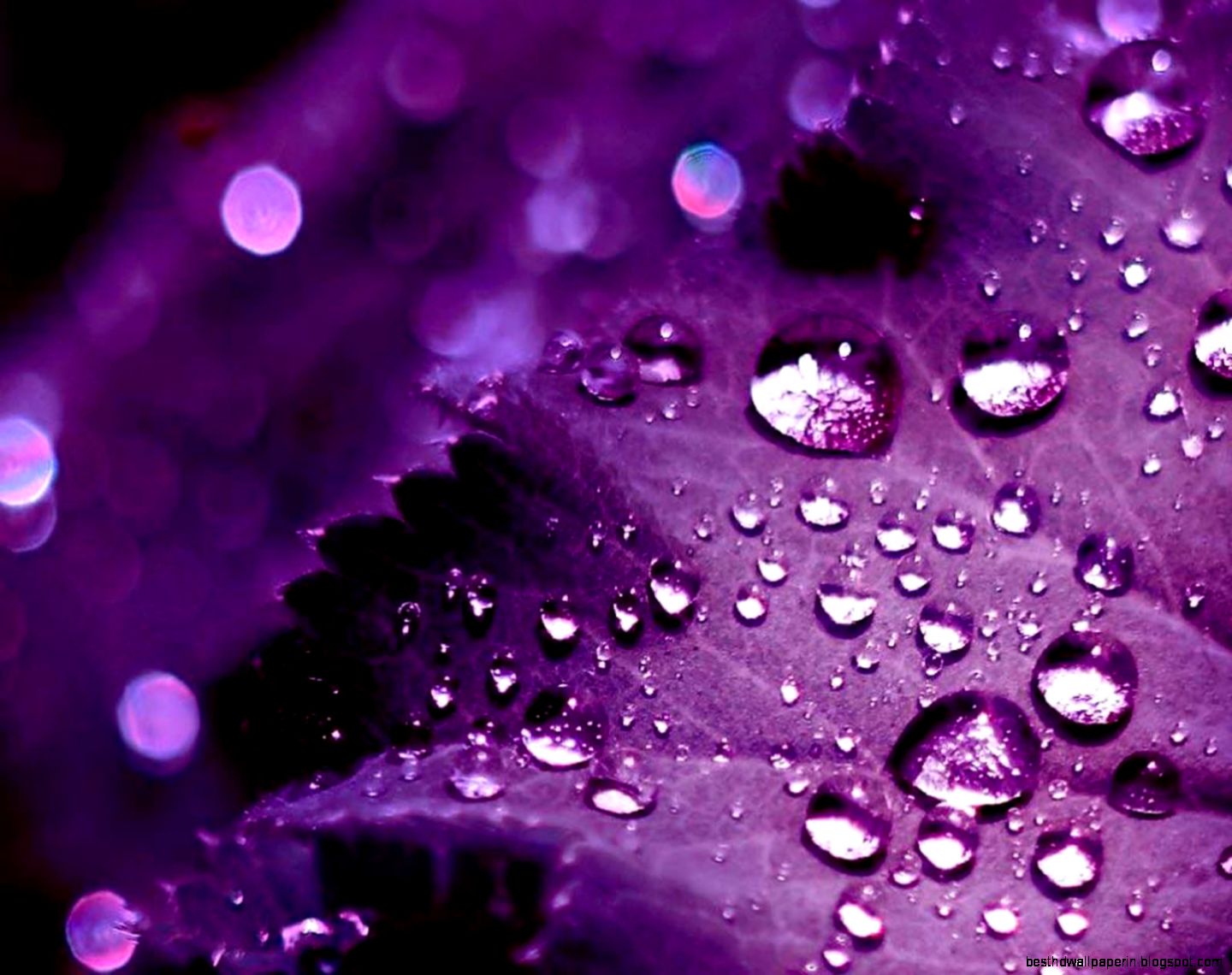 Cool Pretty Wallpaper Purple