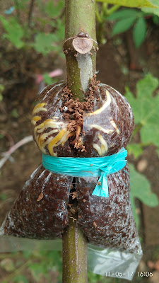 cara mencangkok pohon tin petani tin karawang