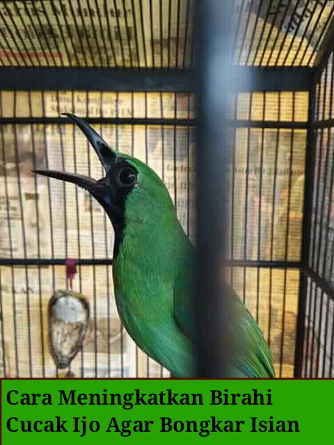 Cara Meningkatkan Birahi Cucak Ijo Agar Gacor Dan Ngerol