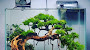 Contoh dan Referensi Desain Aquascape Bonsai Terbaik