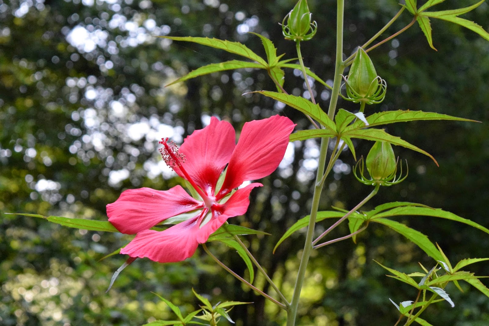 Using Native Plants Hardy Hibiscus (and Native too)