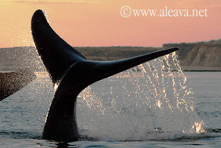 Avistaje de ballena en Península Valdes Argentina y su naturaleza
