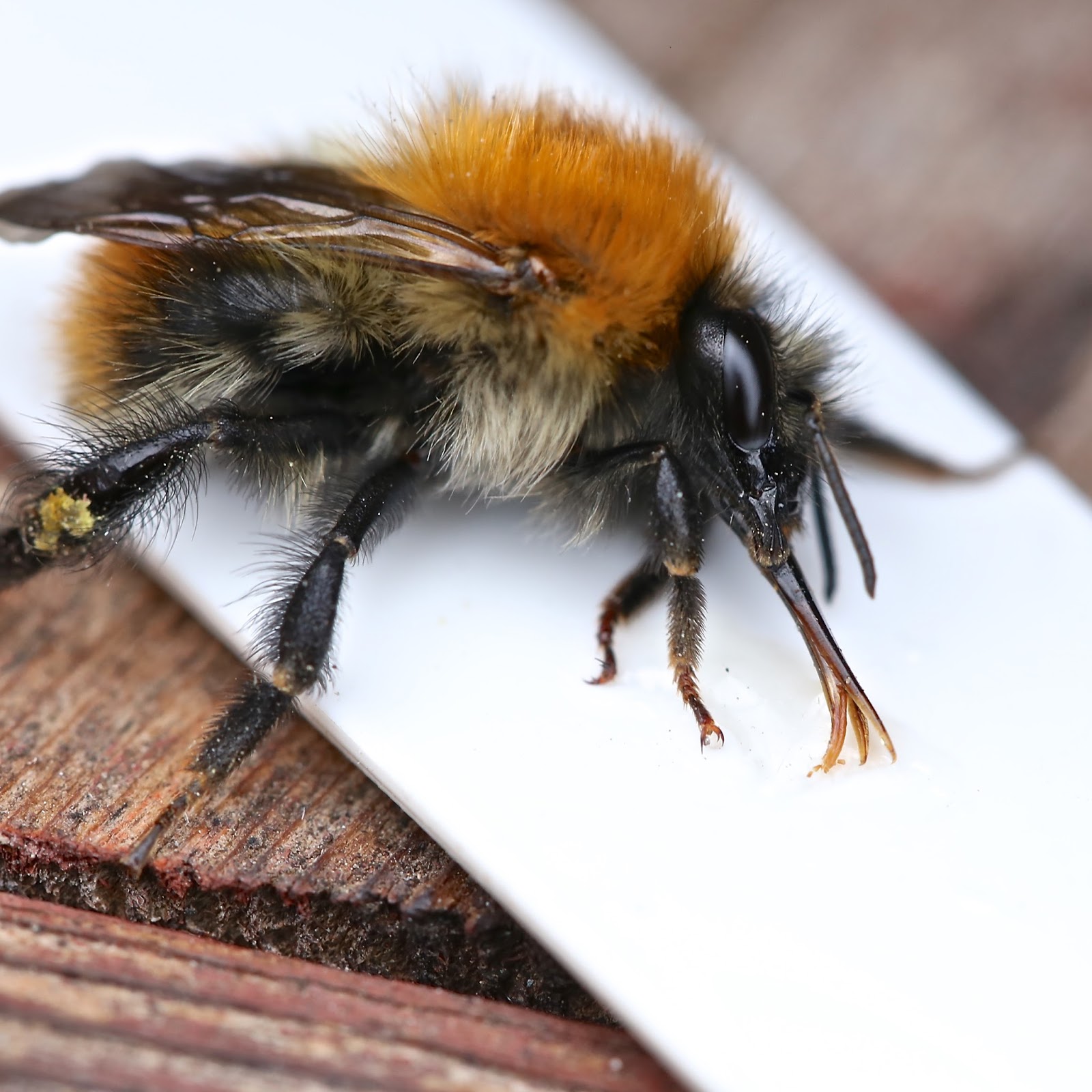 TrogTrogBlog The bumblebee's tongue