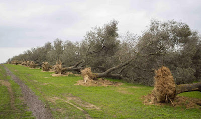 Xylella fastidiosa Xylella fastidiosa