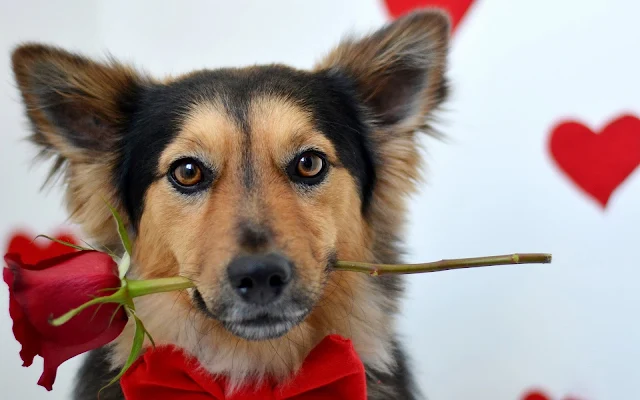 Hond met rode roos in zijn bek