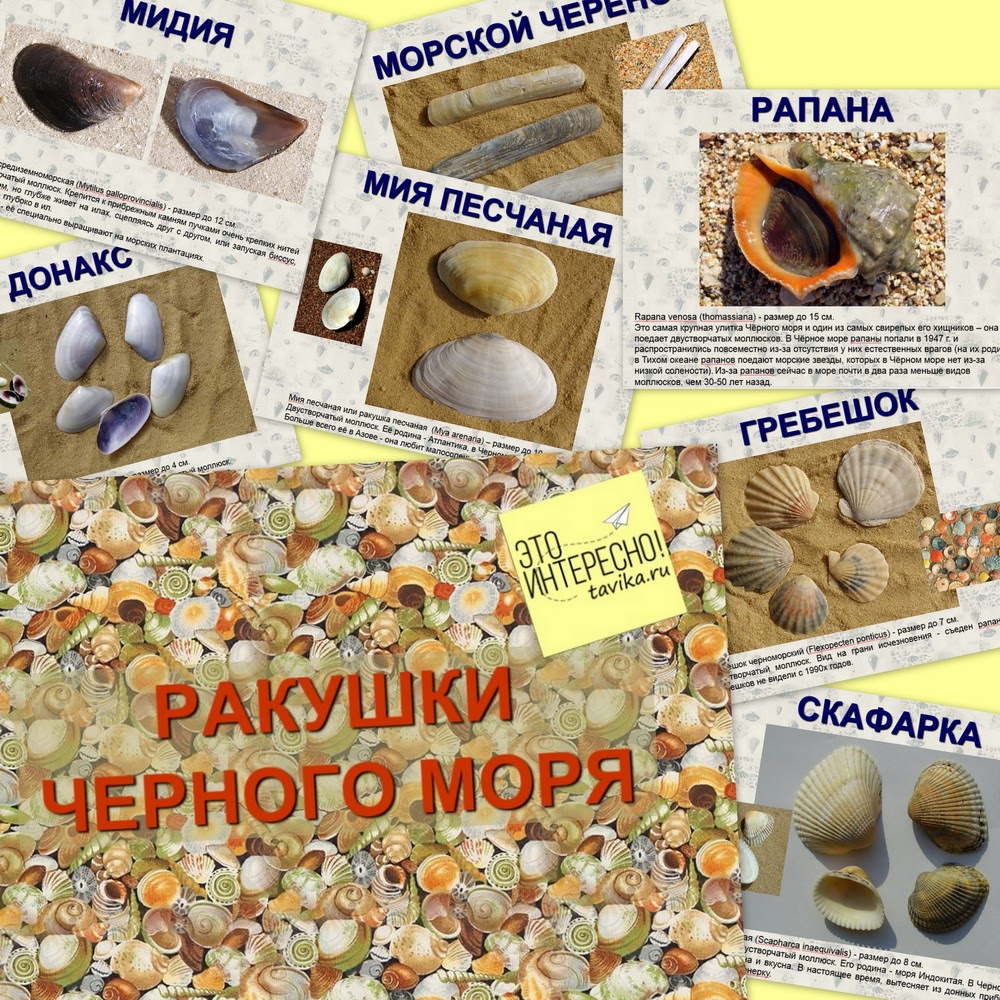 Виды Ракушек Черного Моря Фото И Названия