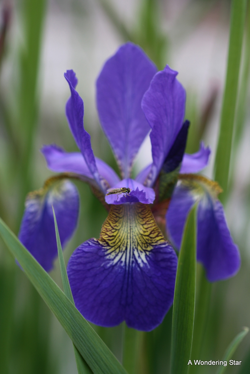 Passion for nature: BLUE FLOWERS