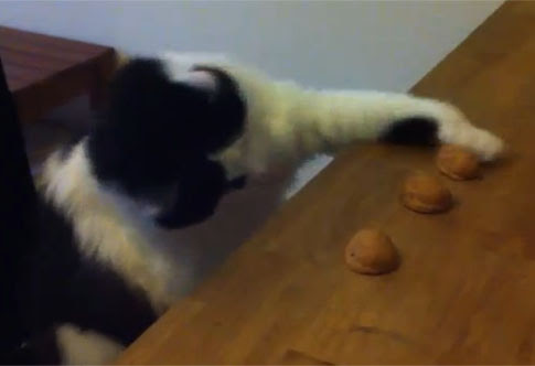 Video: 勝負事が好きなうえに強い、ギャンブラーのネコ ! !