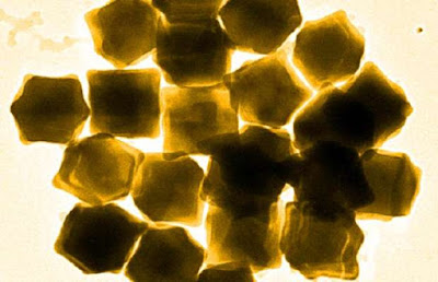 Nuova arma contro HIV: nanoparticelle oro