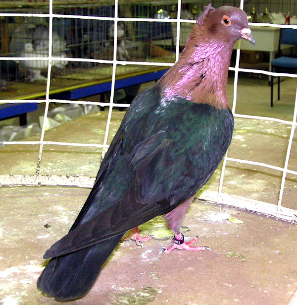 archangel pigeon, archangel pigeons, about archangel pigeon, archangel pigeon appearance, archangel pigeon breed, archangel pigeon breed info, archangel pigeon breed facts, archangel pigeon care, caring archangel pigeon, archangel pigeon color, archangel pigeon characteristics, archangel pigeon facts, archangel pigeon for exhibition, archangel pigeon history, archangel pigeon info, archangel pigeon images, archangel pigeon lifespan, archangel pigeon origin, archangel pigeon photos, archangel pigeon pictures, archangel pigeon rarity, archangel pigeon rearing, raising archangel pigeon, archangel pigeon size, archangel pigeon temperament, archangel pigeon tame, archangel pigeon uses, archangel pigeon varieties, archangel pigeon weight