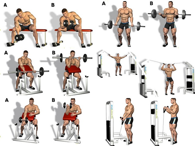 BICEPS WORKOUT BICEPS WORKOUT