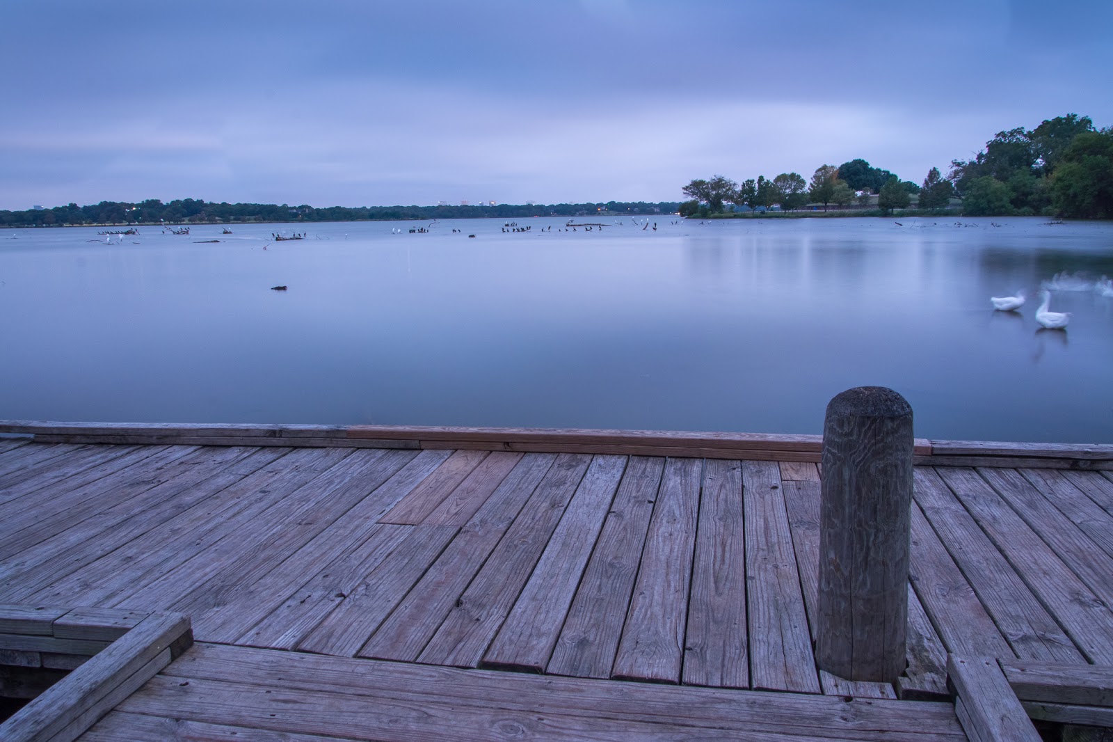 A Tree Falling White Rock Lake October 2016