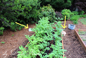 install a simple drip irrigation system, drip irrigation kit, backyard veggie garden, raised beds, diydesignfanatic.com 