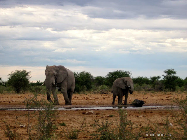 Travel Namibia. Etosha. Baby elephant, waterhole, accident. Elephants