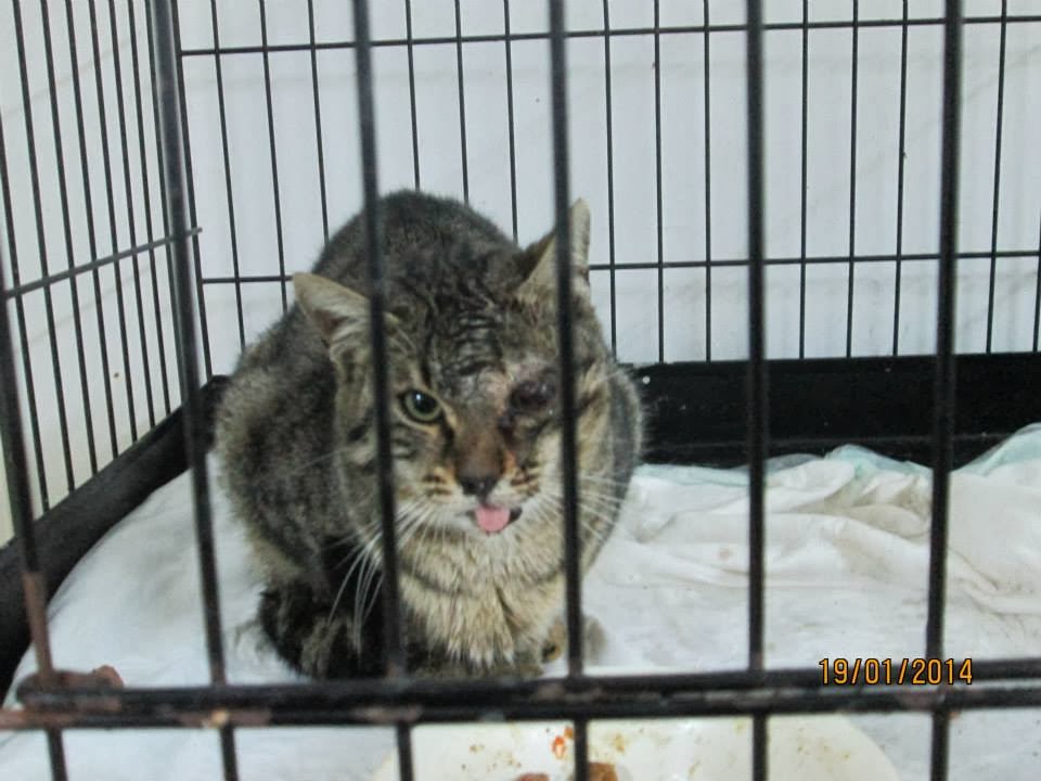 kedi-tedavisi kedi-veteriner