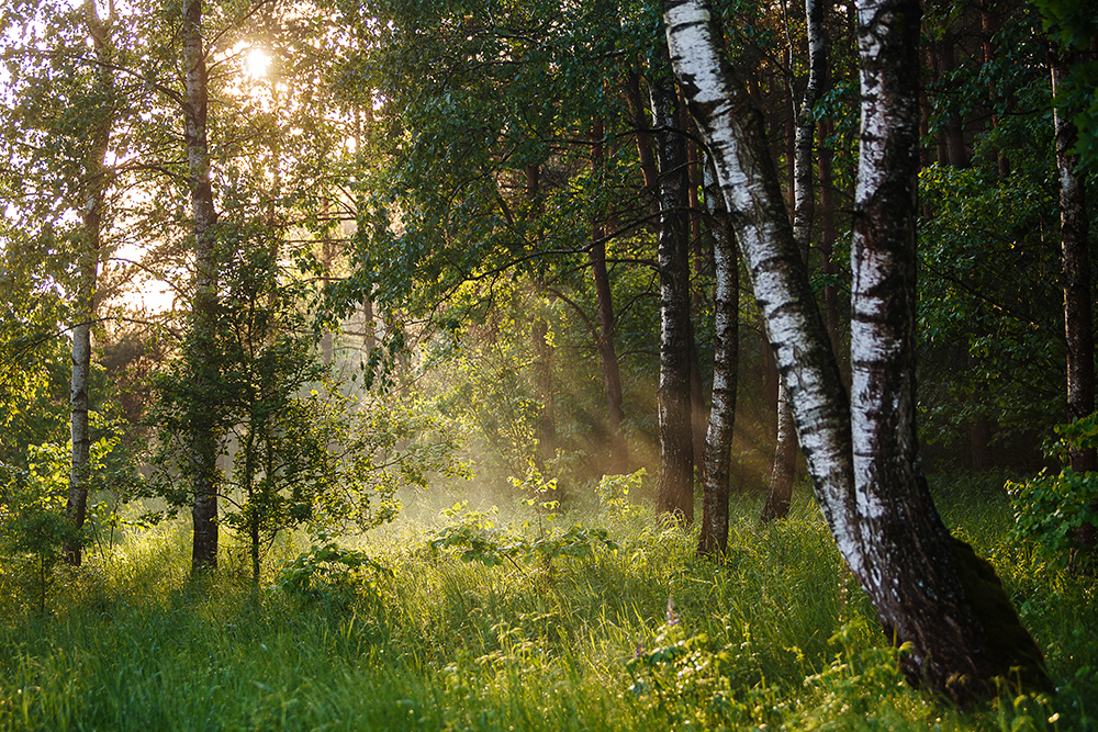 В лесу полно белых. Фотосессия девушки на природе. Летняя фотосессия в лесу. Девушка убегает в лес. Журавинка лесные цветы.