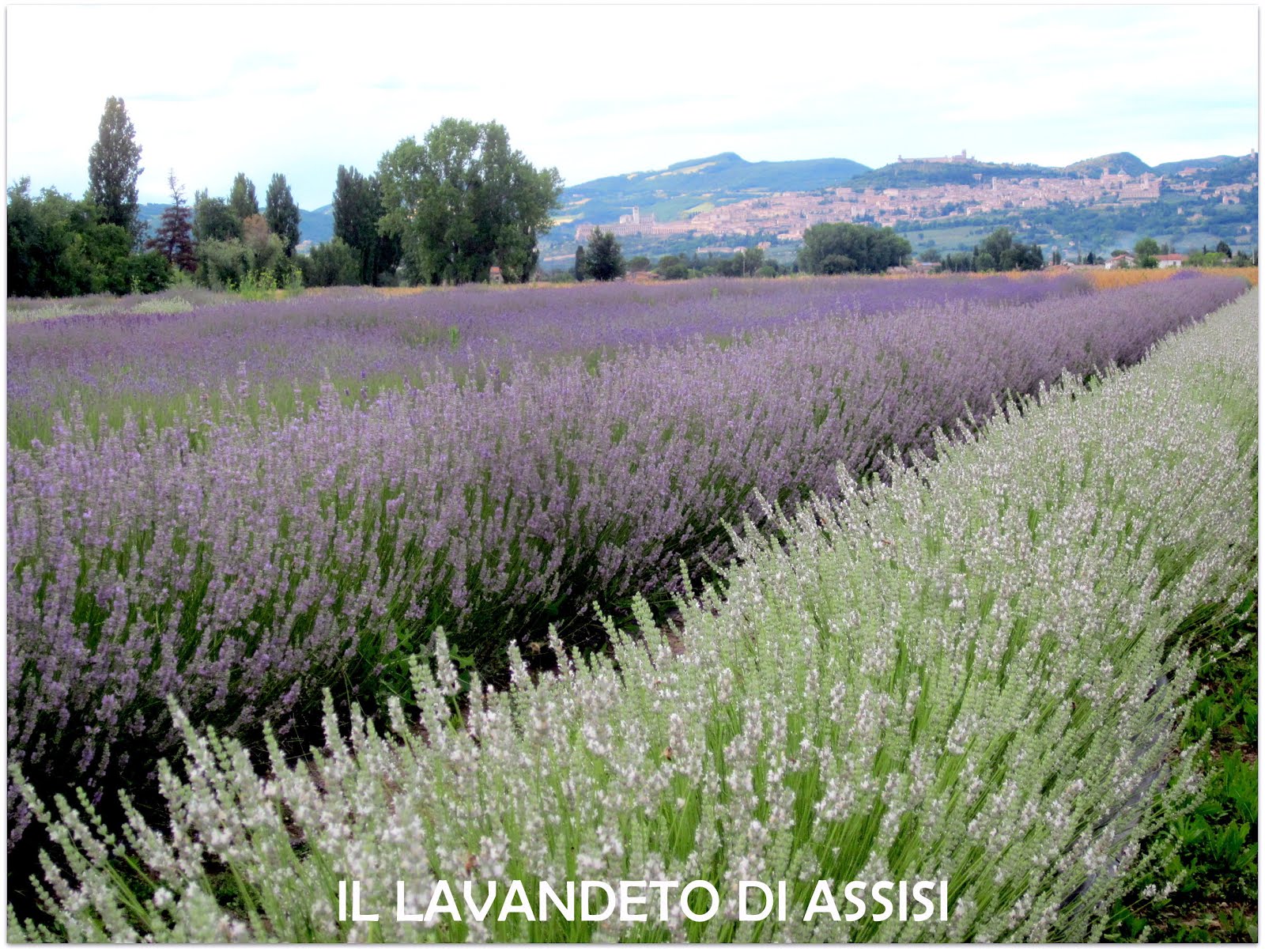 Vista Assisi e del lavandeto vai al sito ufficiale www.illavandeto.com