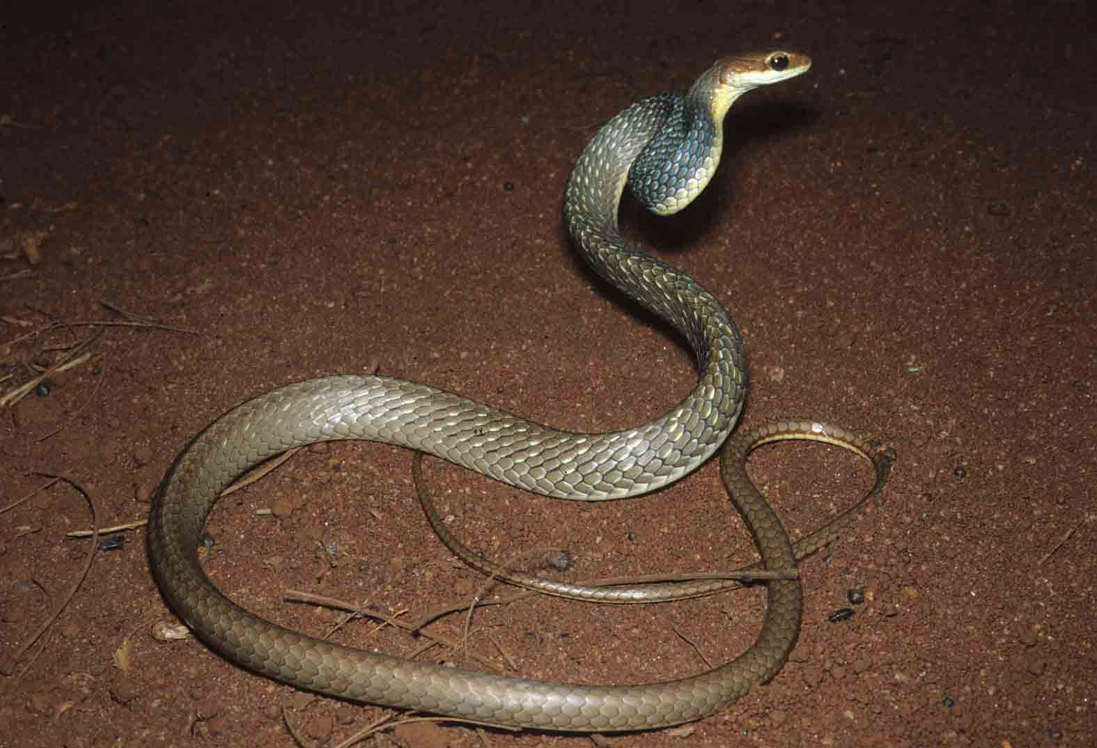 Serpentes Brasileiras Espécies Chironius quadricarinatus (Boie, 1827) Serpentes Brasileiras Espécies Chironius quadricarinatus (Boie, 1827)