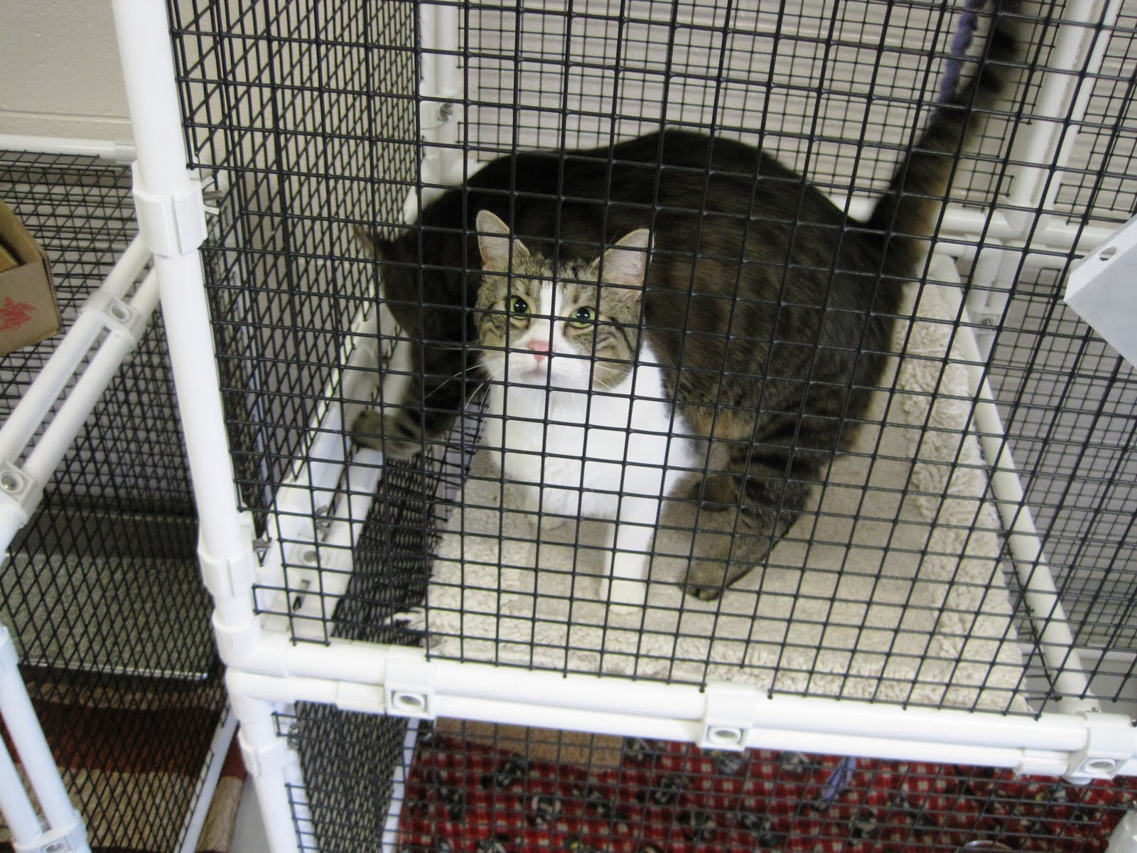 Feature Frederick Pet Adoption in Frederick