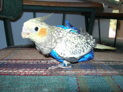 flight suit bird