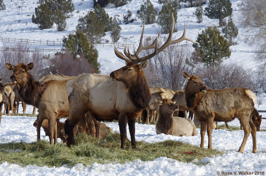 Ross Walker photography Elk at Hardware Ranch