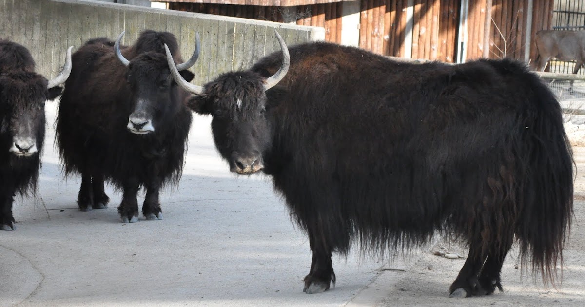 ZOOTOGRAFIANDO (5.836 ANIMALS): YAK / YAK (Bos grunniens/Bos mutus)
