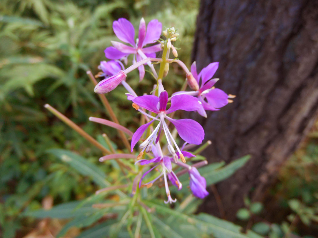 Flora sottobosco pino silvestre Flora sottobosco pino silvestre