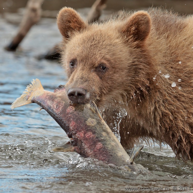 Медведь любит рыбу. Камчатский бурый медведь. Медведь на нересте. Медведь любит рыбу. Бурый медведь камчатки.