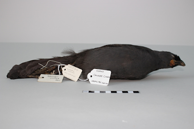 Bird skin showing a brown bird with orange wattle