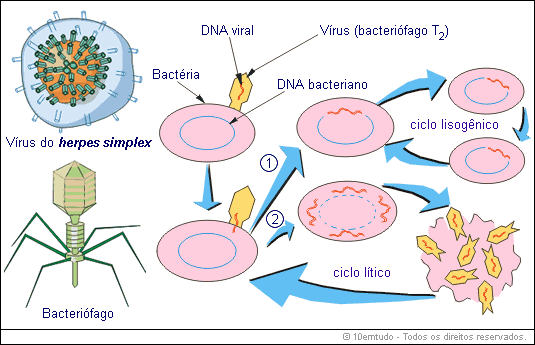 Carlos Biologia: Os vírus bacteriófagos