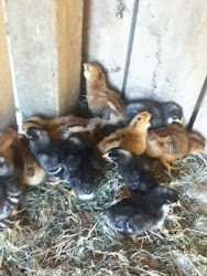 snake chicken eats baby chicks horse coop hole ate found ones six left go