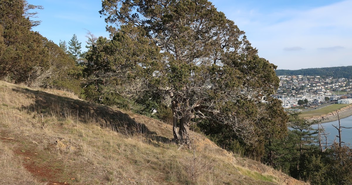 Reading the Washington Landscape: Western Washington Juniper Forest in