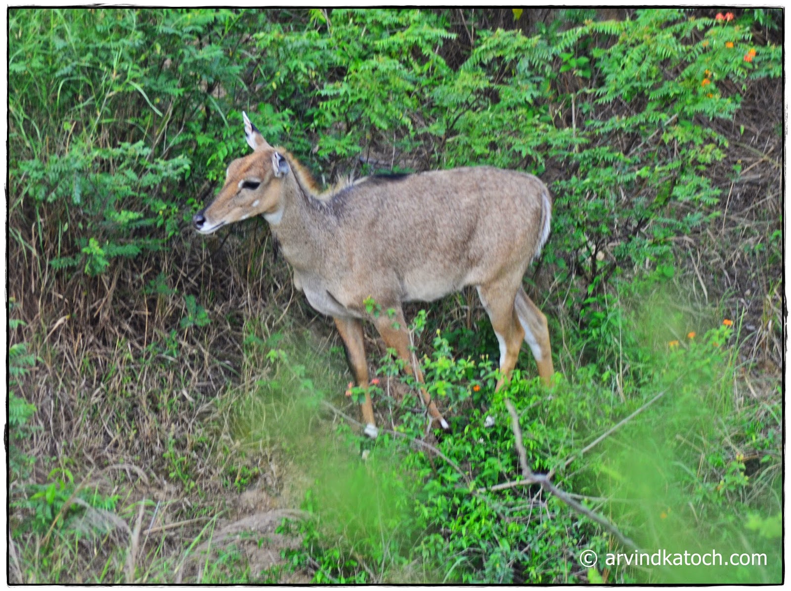 Sanber, Female, deer, Punjab, 